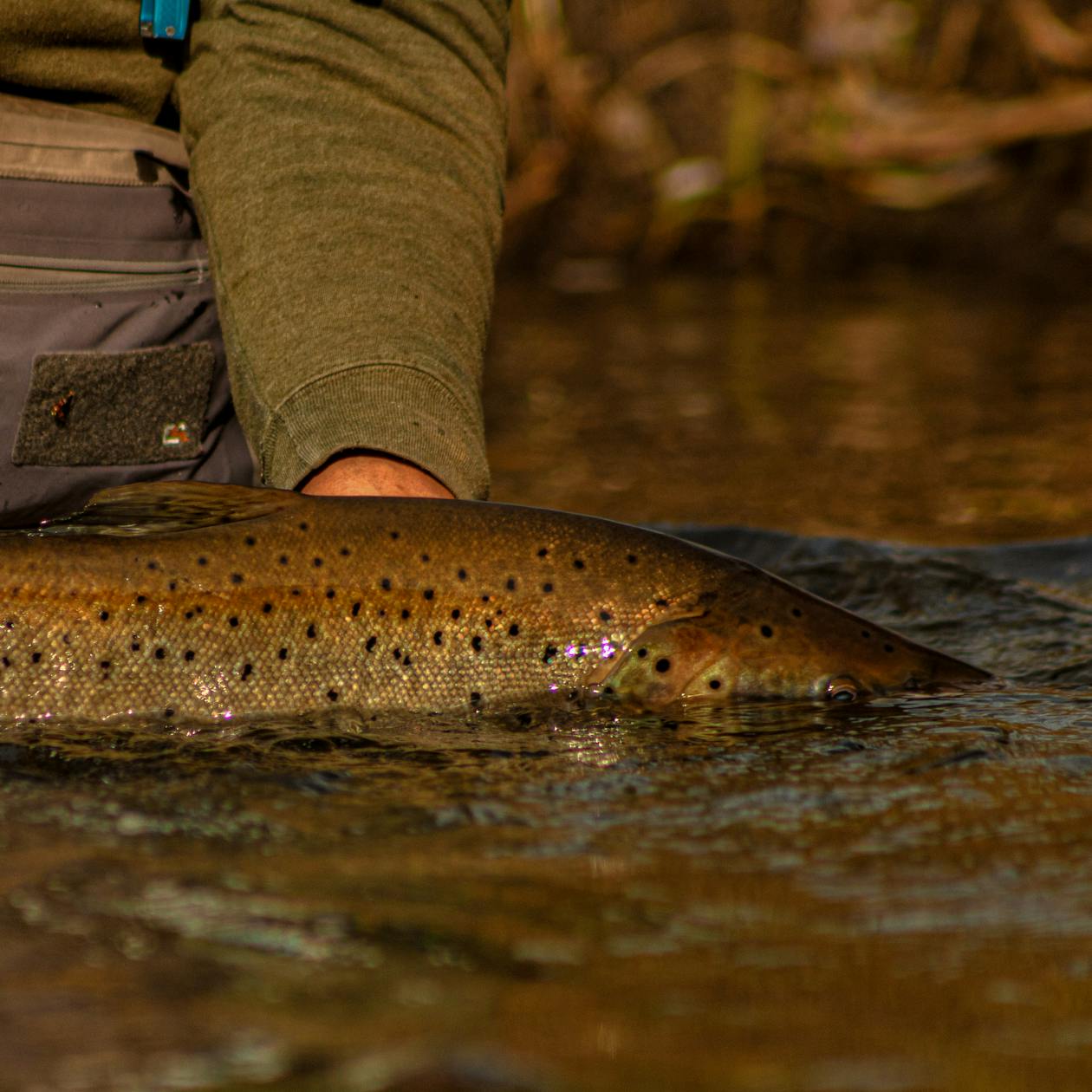 Angler releasing brown trout back into the river