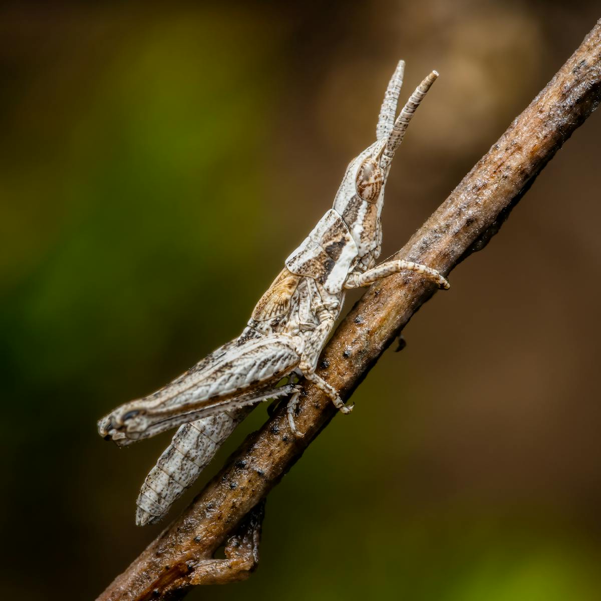 Close-up of grasshopper on branch