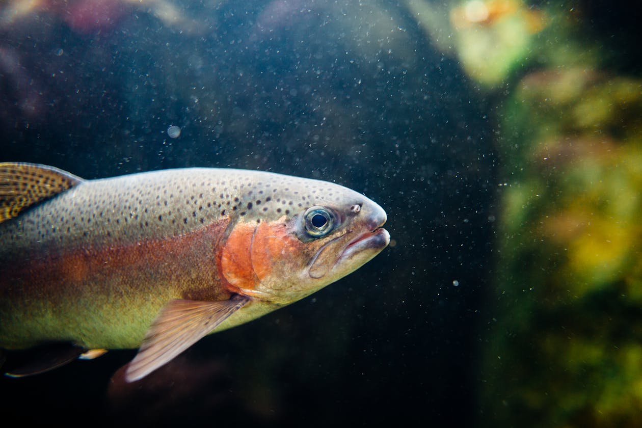 Rainbow trout swimming underwater in clear river