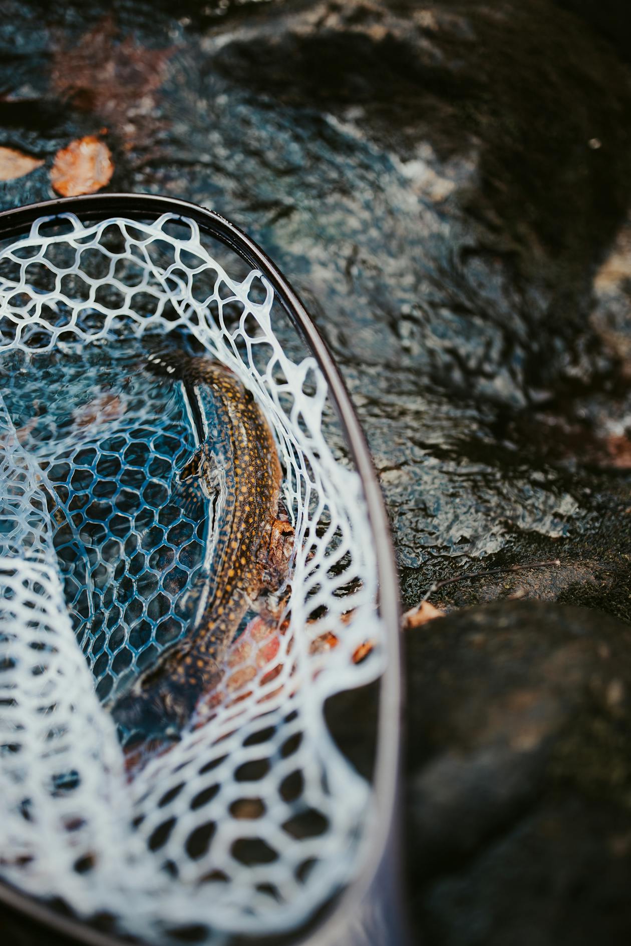 Trout in fishing net