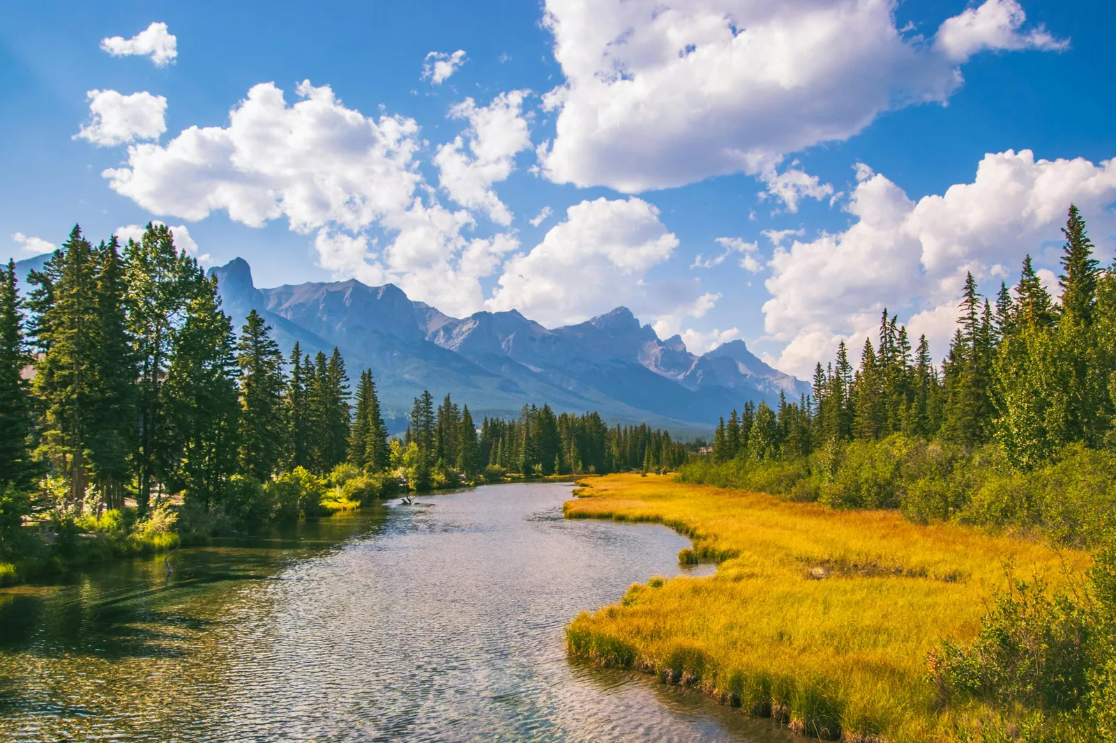 Bow River in fall with golden foliage - prime brown trout season