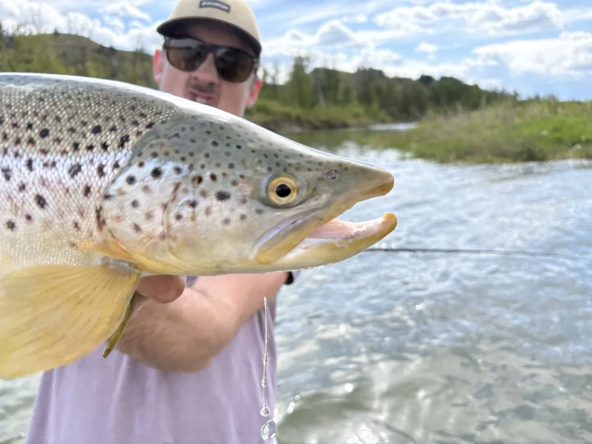 Close-up of a brown trout caught and released on the Bow River near Calgary