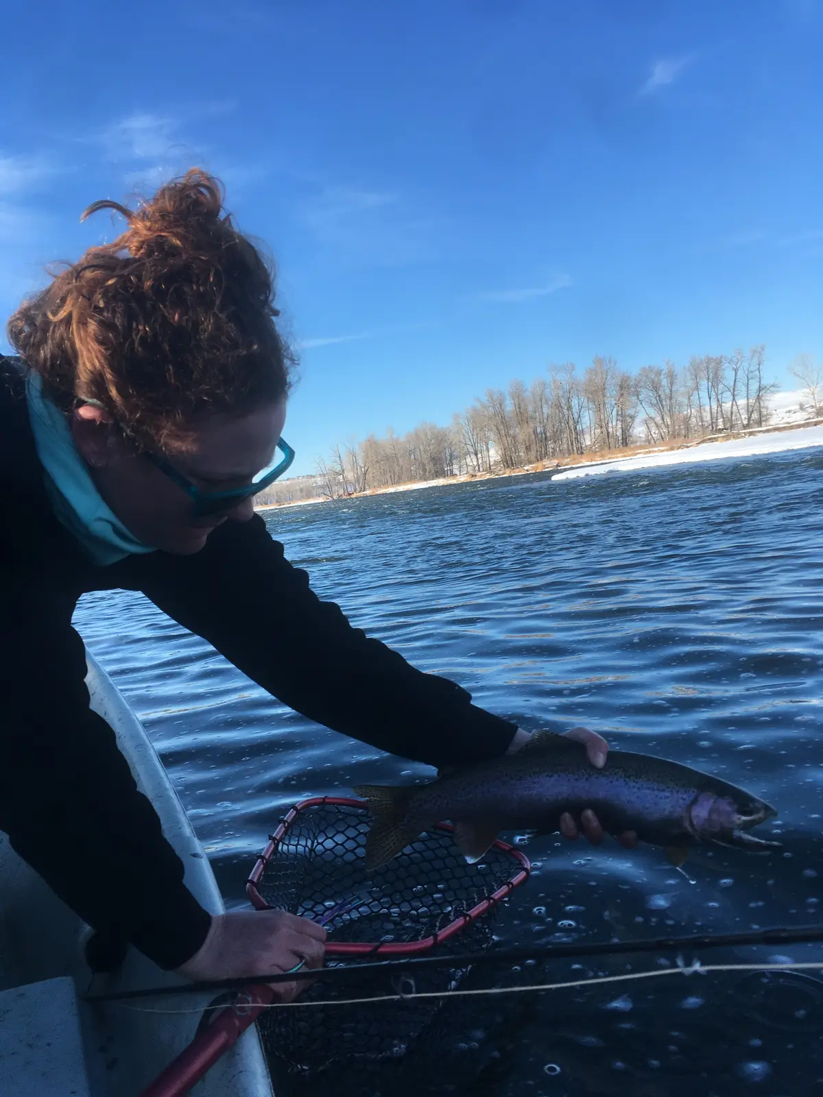 Client catching a trout on the Bow River