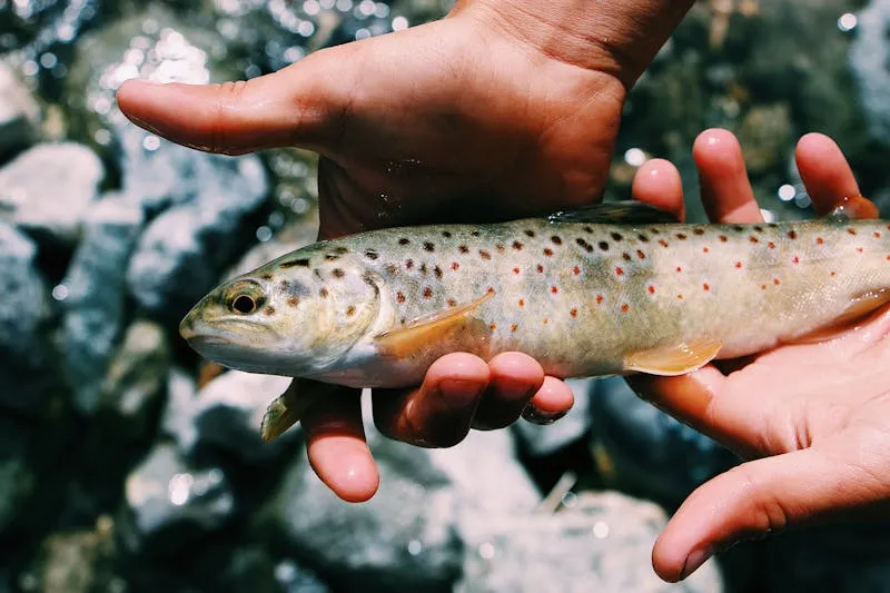 Close-up of a wild brown trout held gently in hand showing distinctive spotted markings