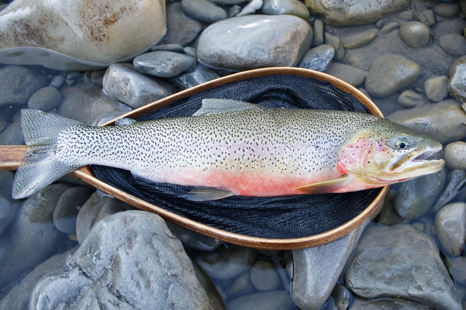 Summer caddis hatch fly fishing on Bow River